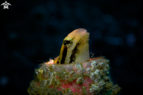 A Petroscirtes breviceps. Blennies (Blenniidae) | FISH