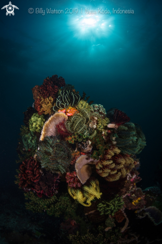 A Variety of corals, tube sponges and crinoids.