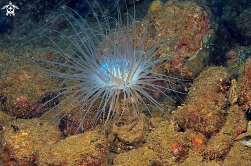 A tube anemone