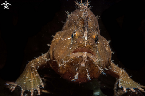 A Nudiantennarius subteres | Ocelated frogfish 