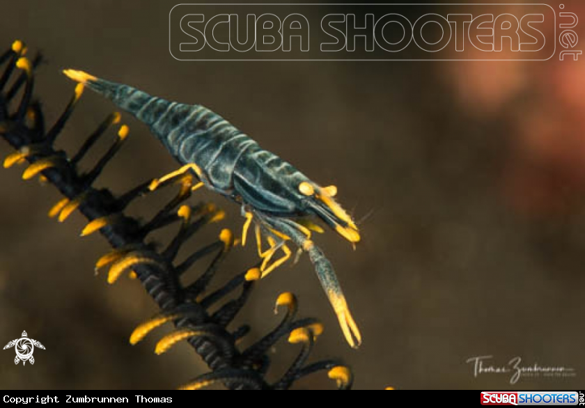 A Crinoids Shrimp 