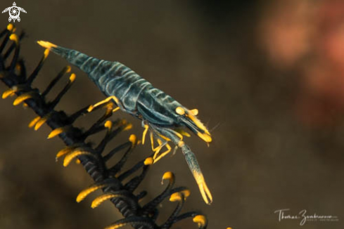 A Crinoids Shrimp 