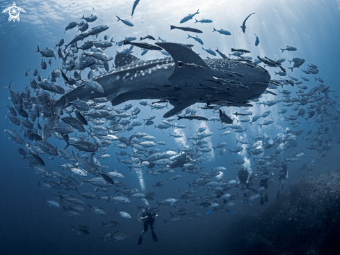 A Whale Shark