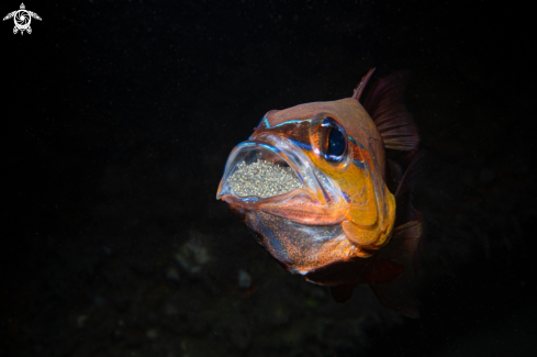 A Cardinalfish