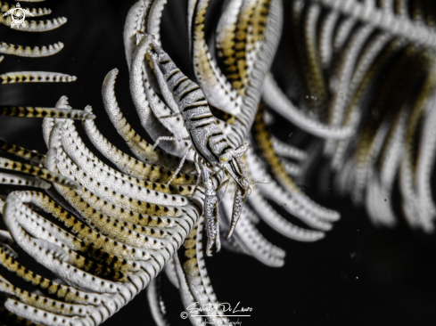 A Leopard crinoid shrimp