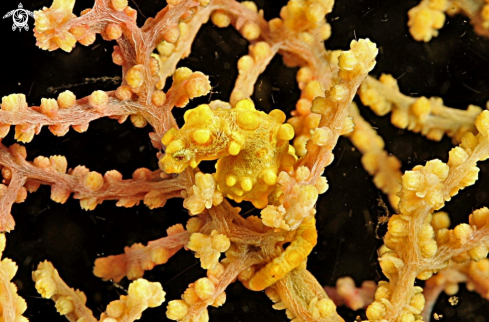 A pygmy sea horse