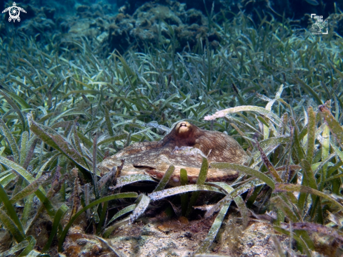 A Common Octopus