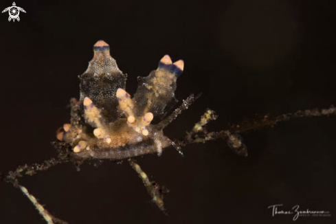 A Nudibranch 