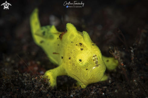 A Painted Frogfish