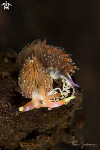 A Nudibranch 