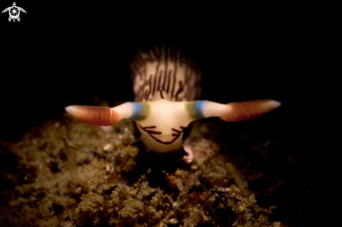 A NUDIBRANCH