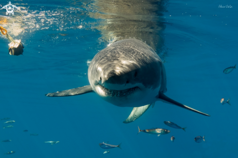 A Great White Shark