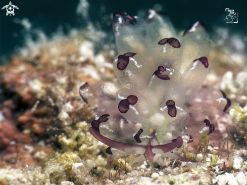 A Harlequin Glass Slug