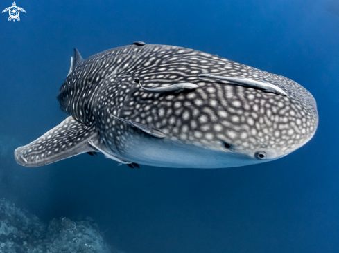 A Rhincodon typus | Whale Shark