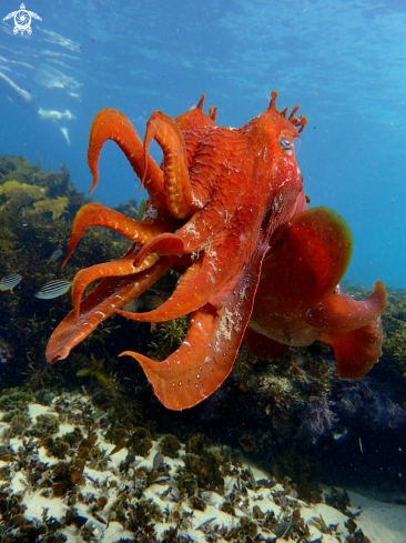 A Australian giant cuttlefish