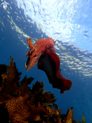 A Australian giant cuttlefish