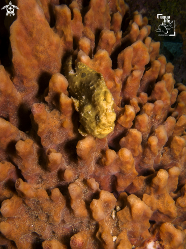 A Longlure Frogfish