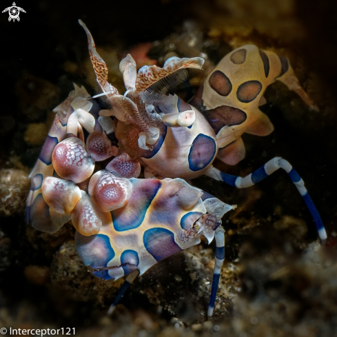 A Hymenocera picta | Harlequin Shrimp