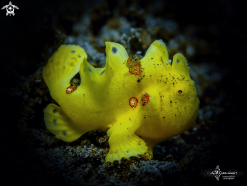 A Painted Frogfish Juvenil