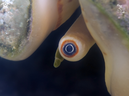 A Milk Conch