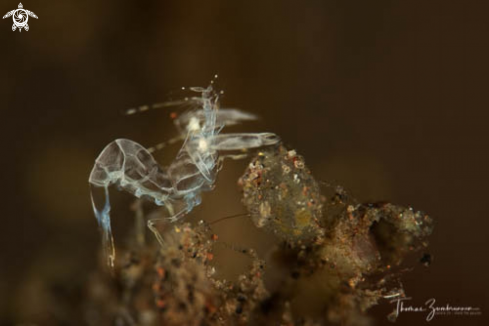 A Ghost Shrimp 