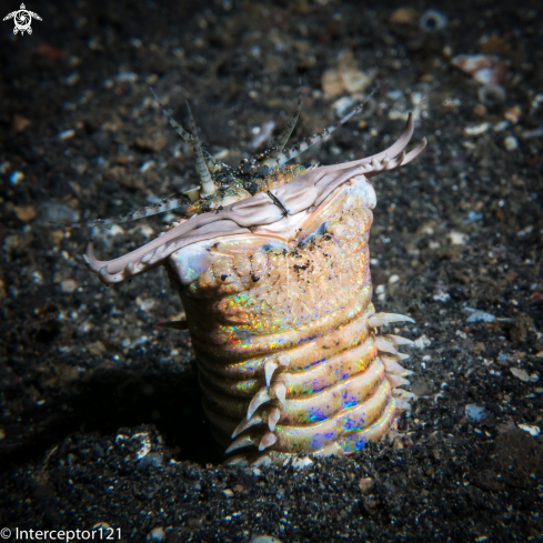 A Bobbit Worm