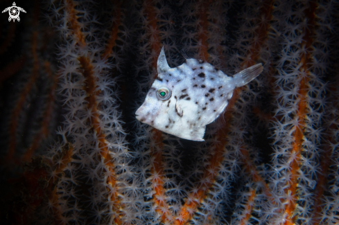 A Filefish