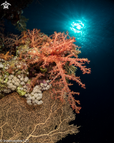 A Magic Soft Coral of the Red Sea (Dendronephtia)