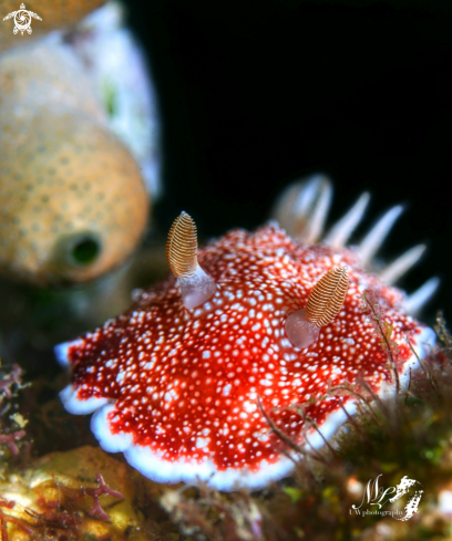 A Goniobranchus reticulatus