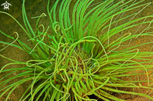 A tube anemone