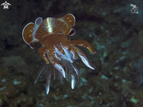 A Caribbean Reef Squid