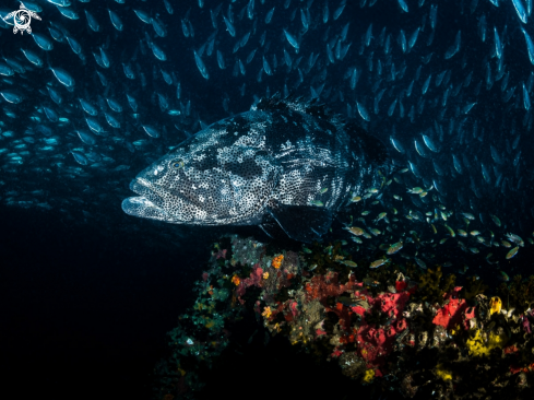 A Epinephelus malabaricus | Malabar Grouper