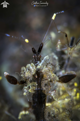 A Skeleton shrimp