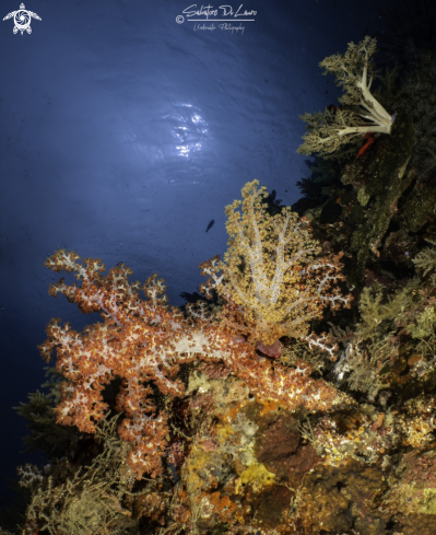 A Dendronephtya sp | Soft coral