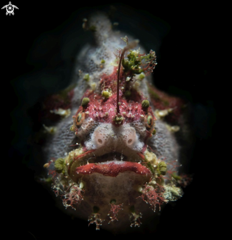 A Frogfish