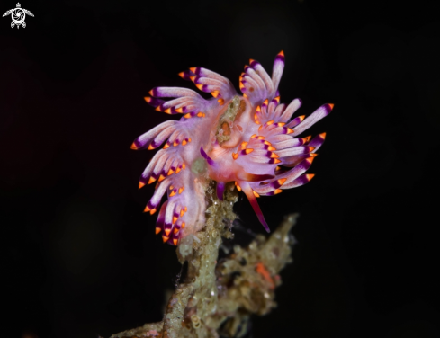 A Flabellina | Nudibranch