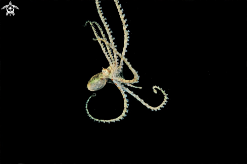 A octopus