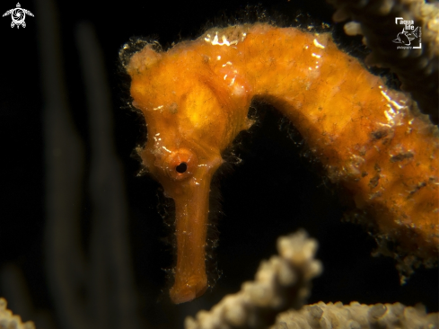 A Hippocampus reidi | Longsnout Seahorse