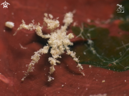 A Caribbean Sea Spider