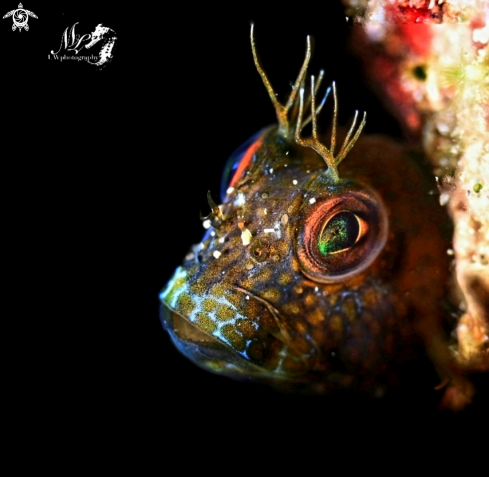 A Seaweed blenny