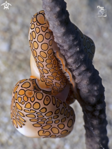 A Cyphoma gibbosum | Flamingo Tongue