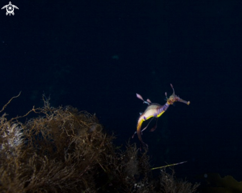 A Weedy Seadragon