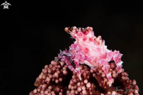 A Candy Crab 