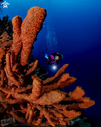 A Orange Sponges