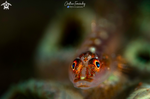 A Goby