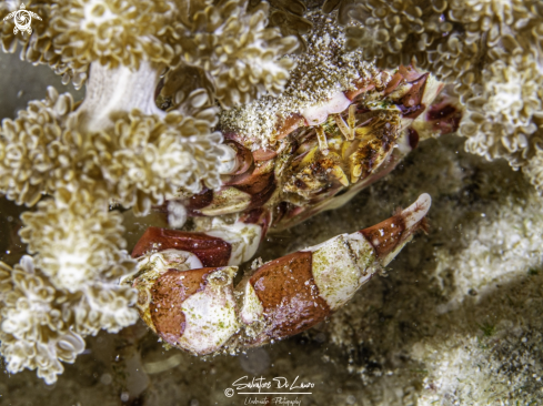 A Harlequin swimming crab