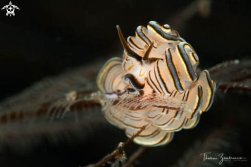 A Nudibranch 