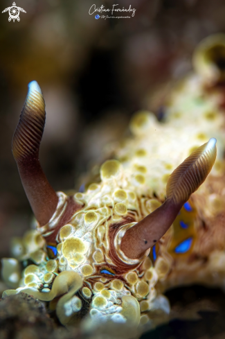 A Nudibranch