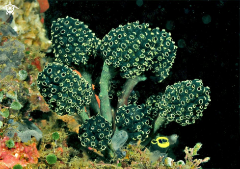 A Tunicates