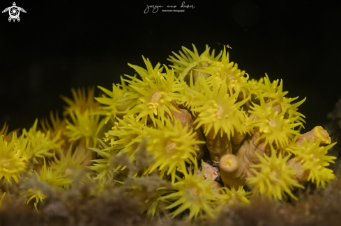 A Orange Cup Corals